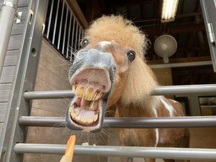 真夏の怖い話？