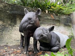 うり坊成長日記　母から学ぶ編