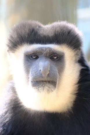 夏のアビシニアコロブスたち