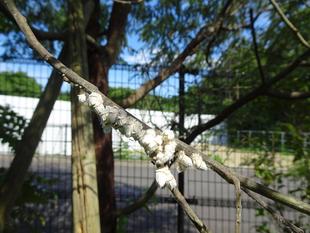 ～　なんだこりゃ！？　～