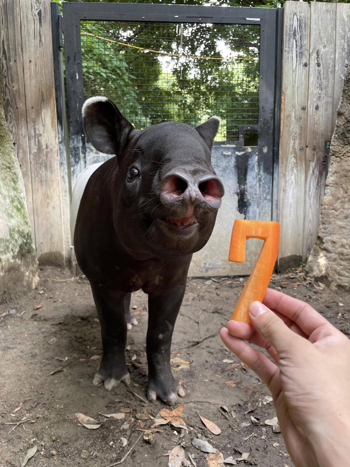 うり坊成長日記 生後7か月＆170kg突破☆☆☆|飼育日誌｜ブログ|よこはま動物園ズーラシア公式サイト｜公益財団法人 横浜市緑の協会