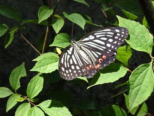 ～　アカボシゴマダラ　～