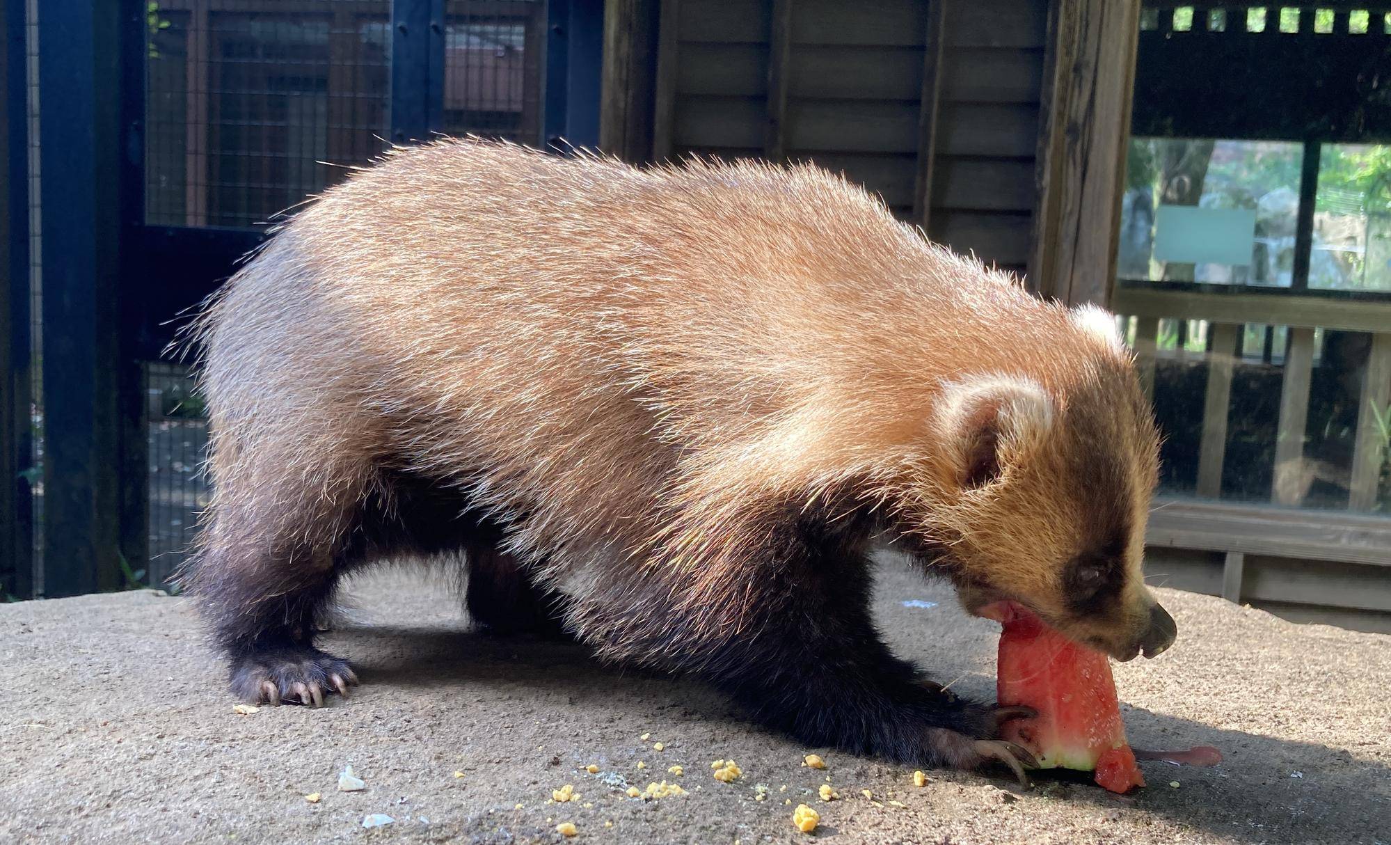 夏の味覚★おすそわけの写真