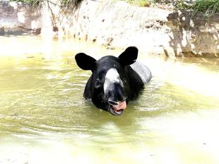 うり坊成長日記　プール日和♪編