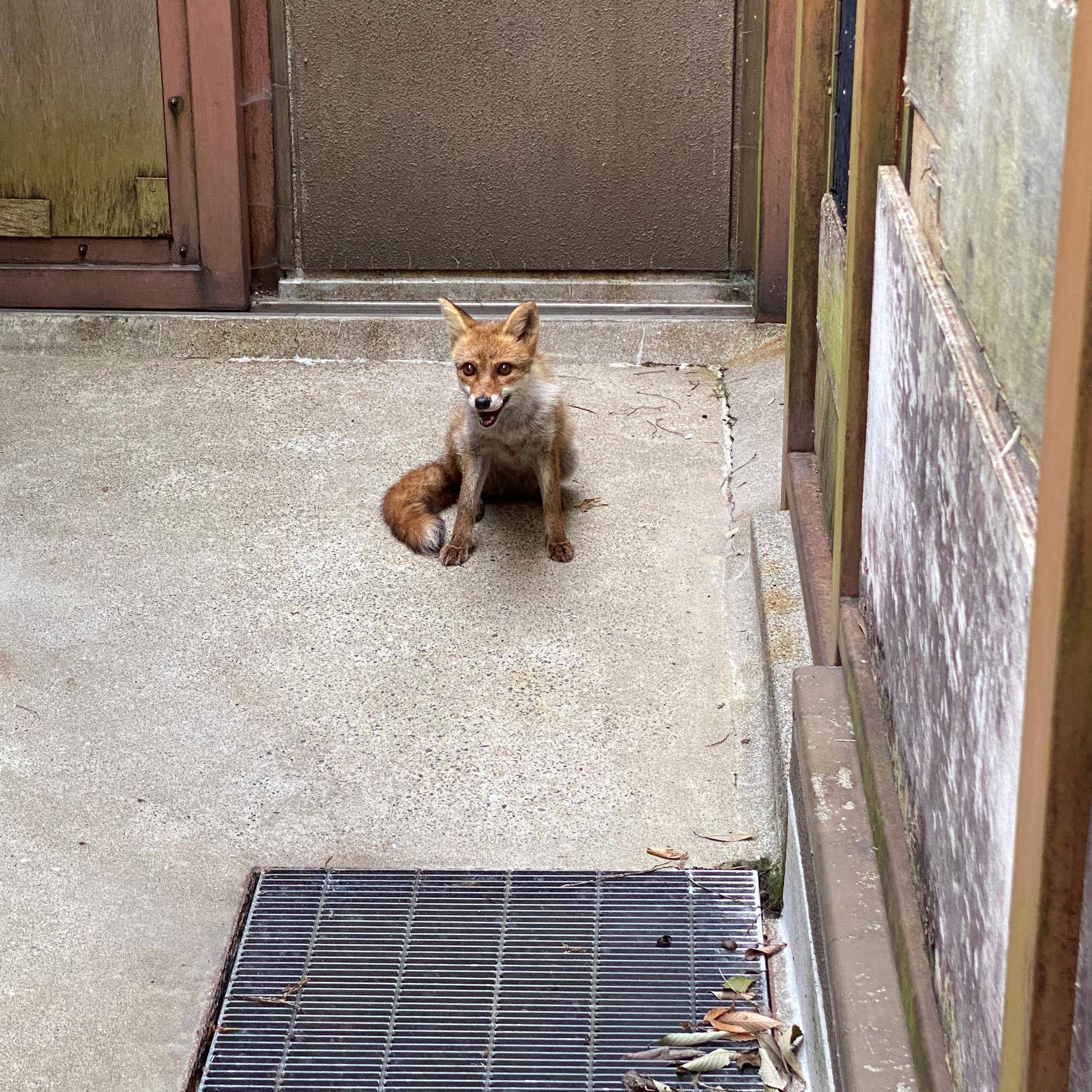 はじめまして🦊の写真