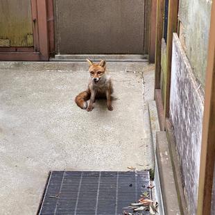 はじめまして🦊