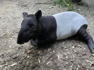うり坊成長日記　ころころ編