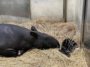 うり坊成長日記　懐かしい写真シリーズ①編