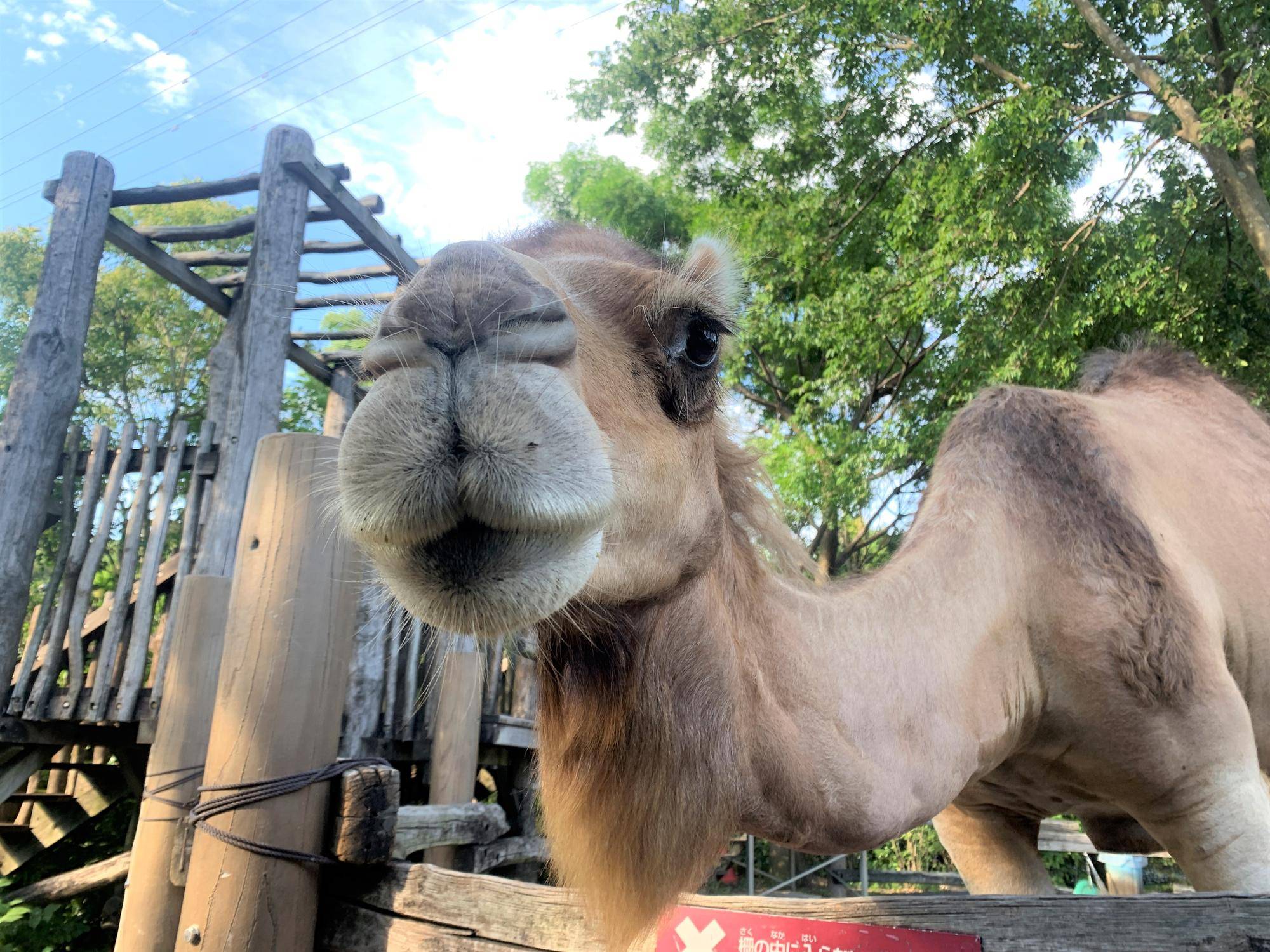 ソフィー!ついに!!の写真