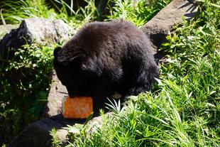 暑さを乗り切ろう。