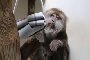 消防ホースで作ったフィーダーを使ってみました！（チベットモンキー編）