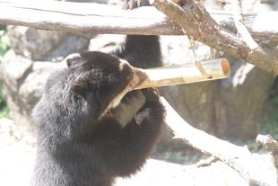 展示場の竹筒フィーダー（雪雄続編）