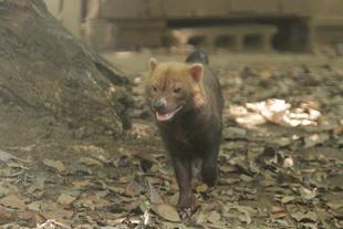 ヤブイヌのカノン③