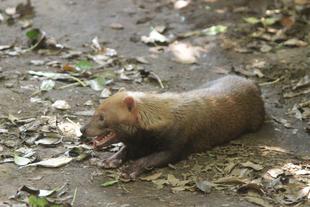 ヤブイヌのカノン④