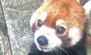 レッサーパンダすくすく成長日記　[7月を早送り]