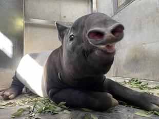 うり坊成長日記　またしても...編