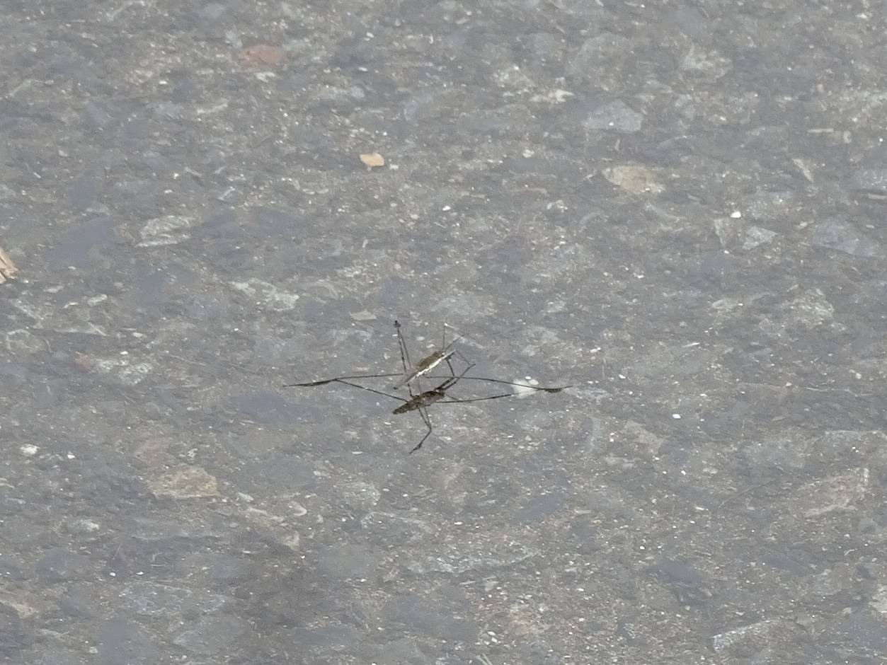 ~ 雨上がりの水たまりに ~の写真