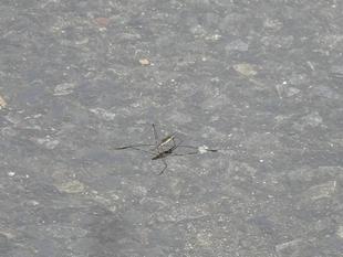 ～　雨上がりの水たまりに　～