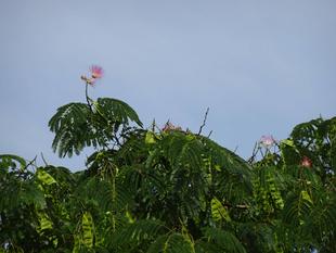 ～　ネムノキ　あら！なんで？　～