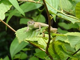 ～　トカゲとカナヘビ　～