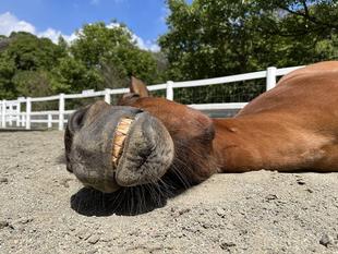 寝顔がいちばん。