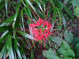 ～　自然体験林　9月編　～