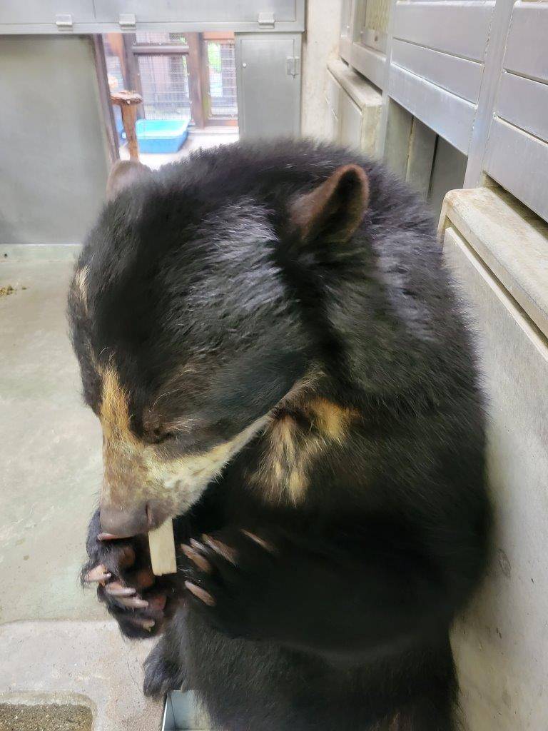 メガネグマに食パンを与えてみましたが・・・の写真