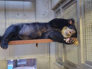 寝台の上で休む美雨