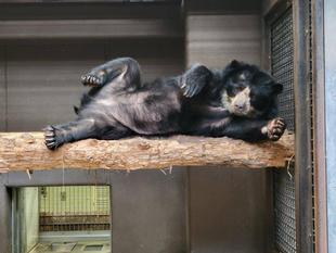 寝台で休むメスの様子