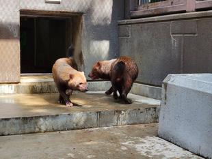 ヤブイヌの近況②