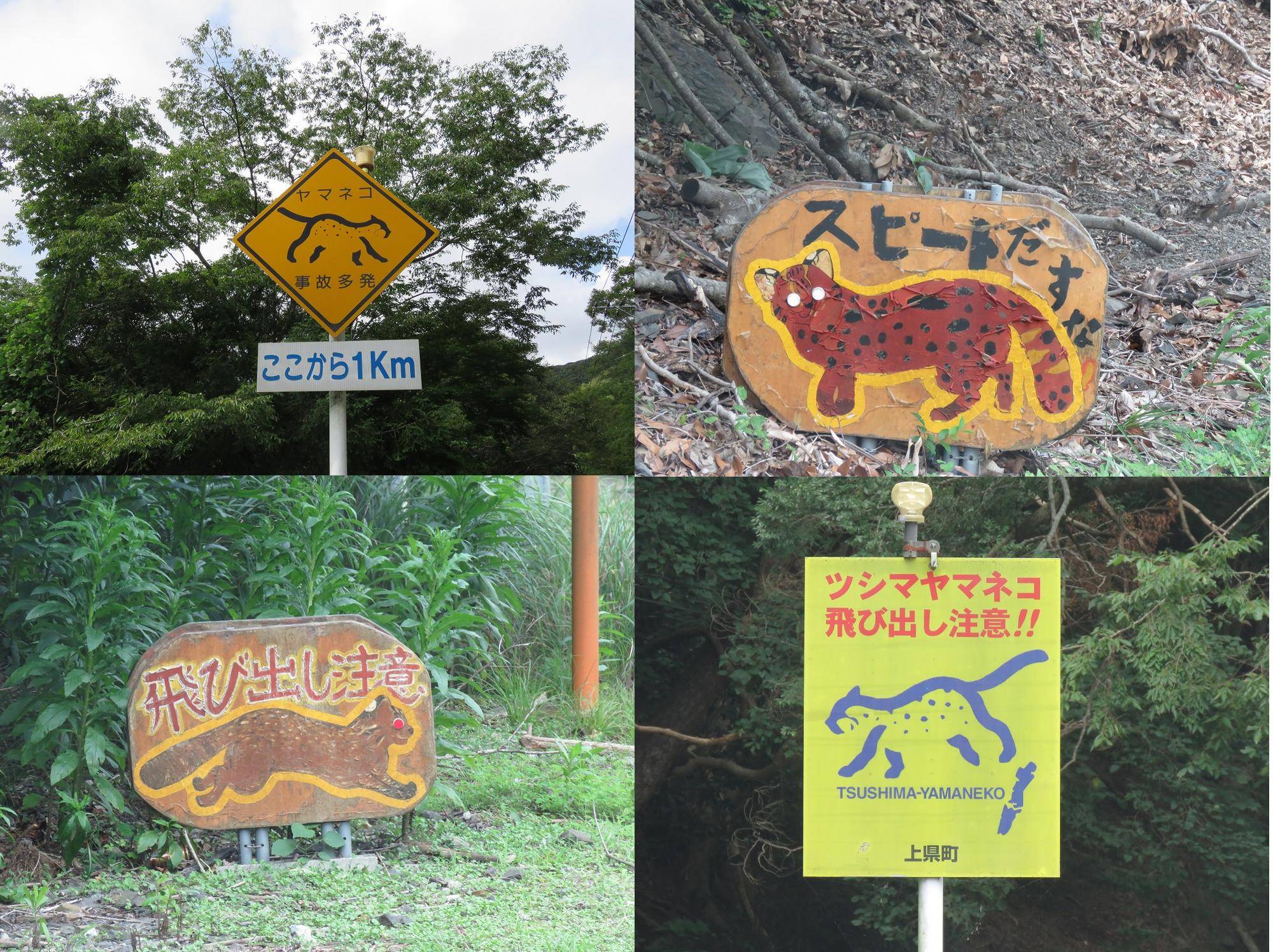 ツシマヤマネコの住む対馬②の写真