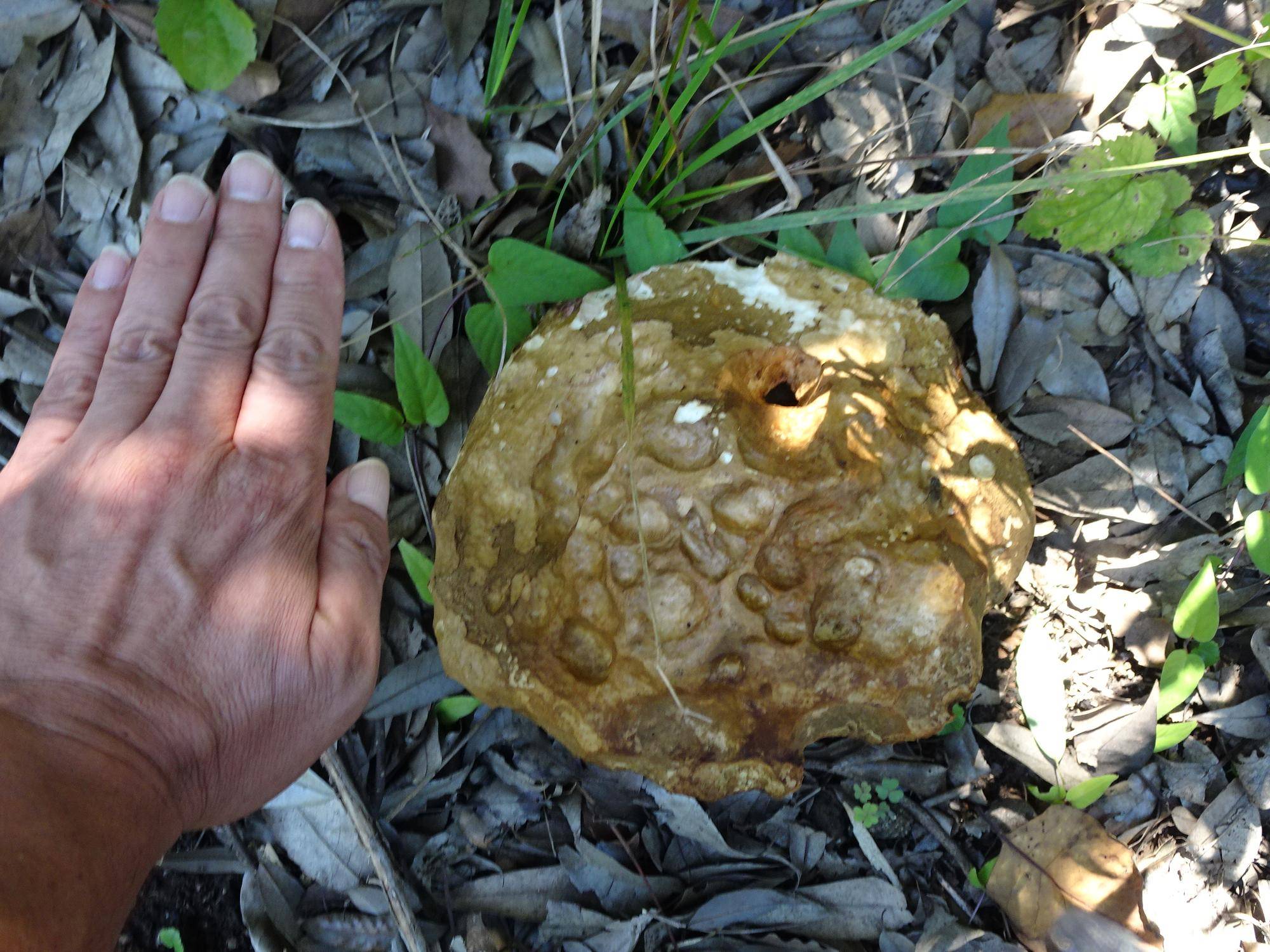 ~ キノコの里🍄 ~の写真