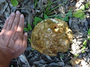 ～　キノコの里🍄　～