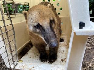 ケージに入る練習中