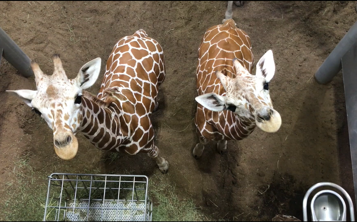 キリンのエレン 1歳!!の写真