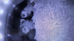 レッサーパンダすくすく成長日記　[かわいいポーズ]