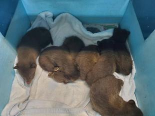 動物病院からのお知らせ!