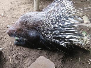 ナイトズーラシア、終わる。