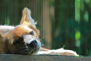 ドローレスの日課