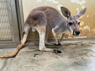 アカカンガルー個体紹介　メス（前編）