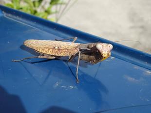 ～　カマキリ　～