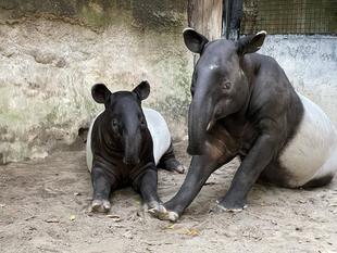 うり坊成長日記 のんびり休園日編