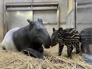 うり坊成長日記　懐かしい写真シリーズ②