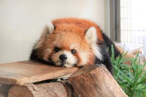 「国際レッサーパンダデー」のイベントを開催します！の画像