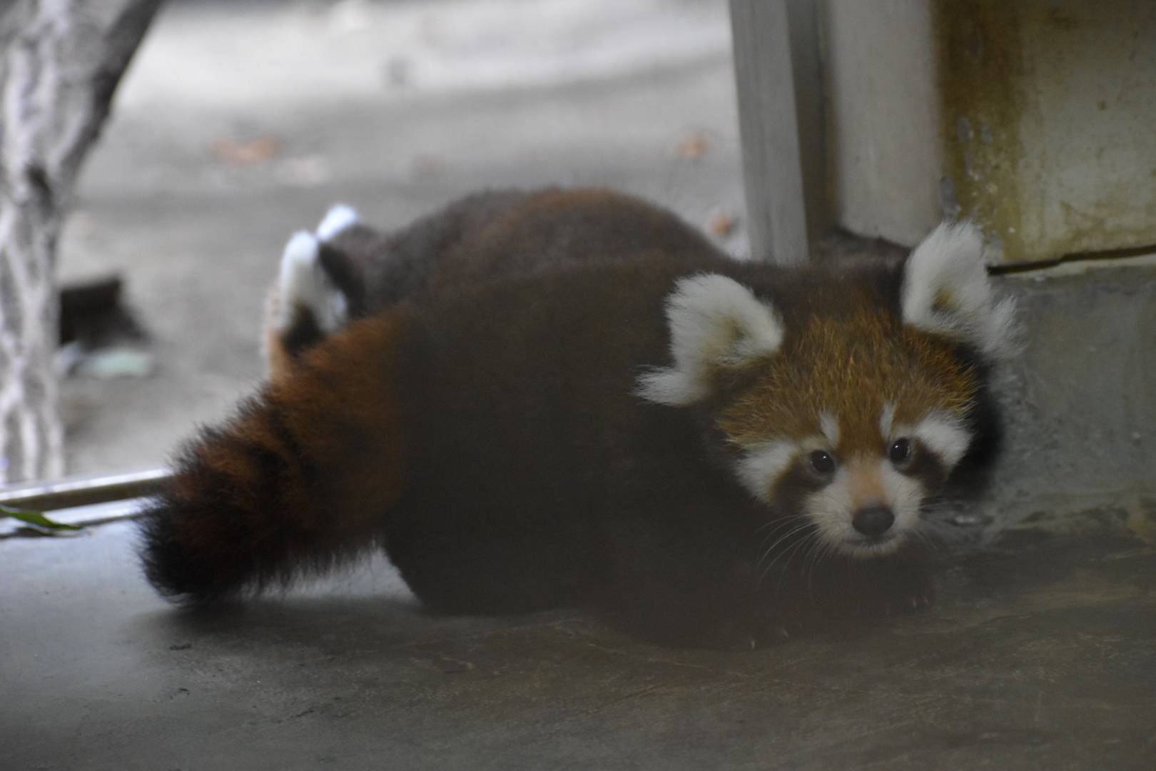  レッサーパンダすくすく成長日記　[でてきたよ]の写真