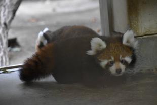  レッサーパンダすくすく成長日記　[でてきたよ]