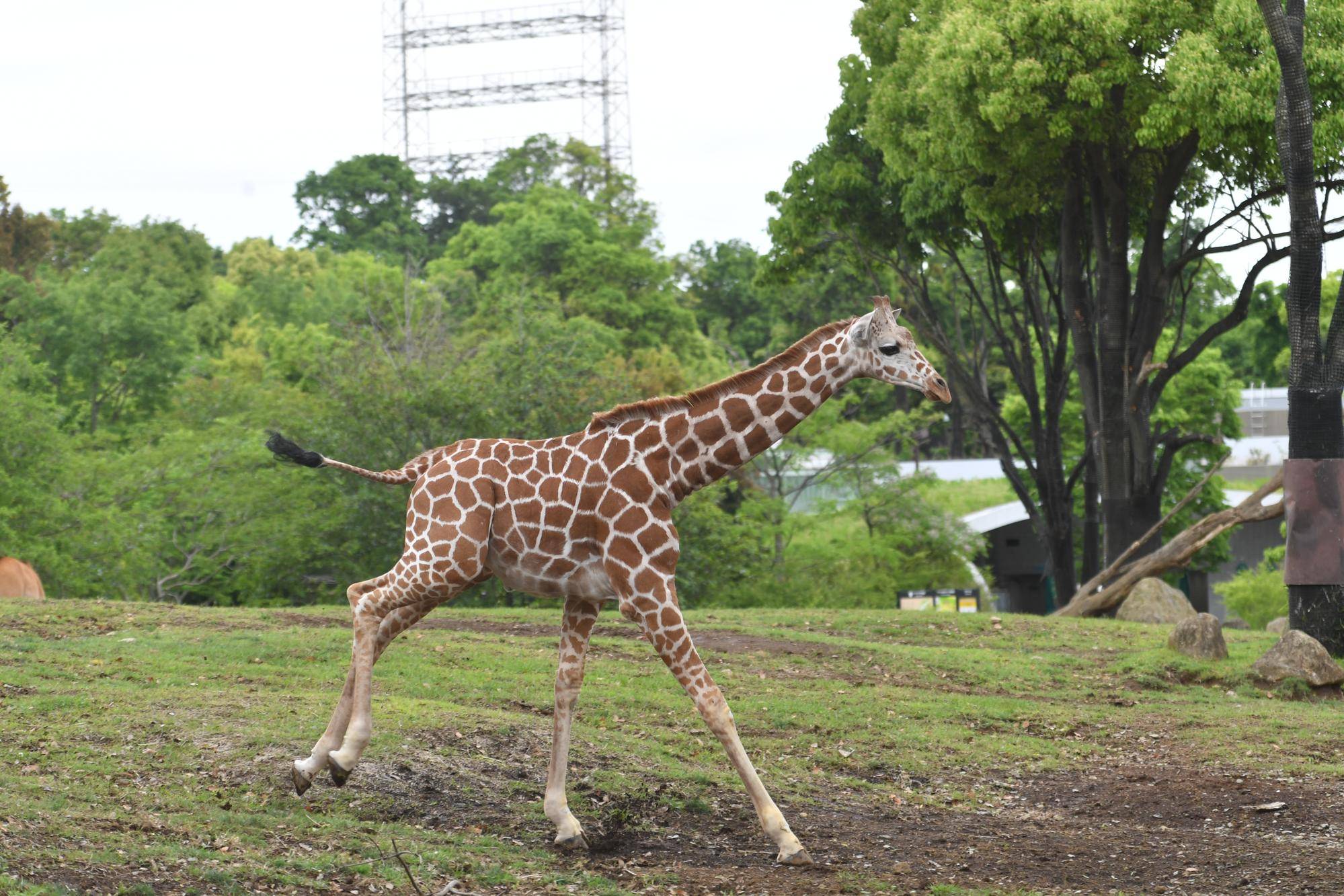キリンのカナト 1歳!!の写真