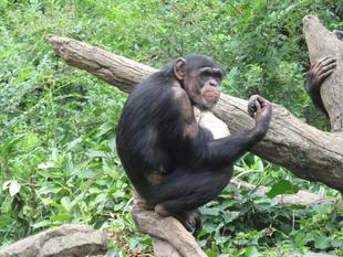 チンパンジーの森