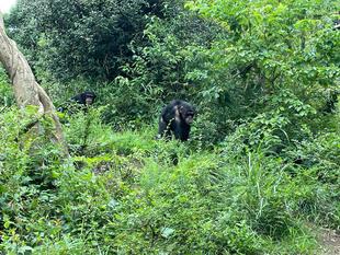 クイズ！チンパンジーたちは何頭いるかな？