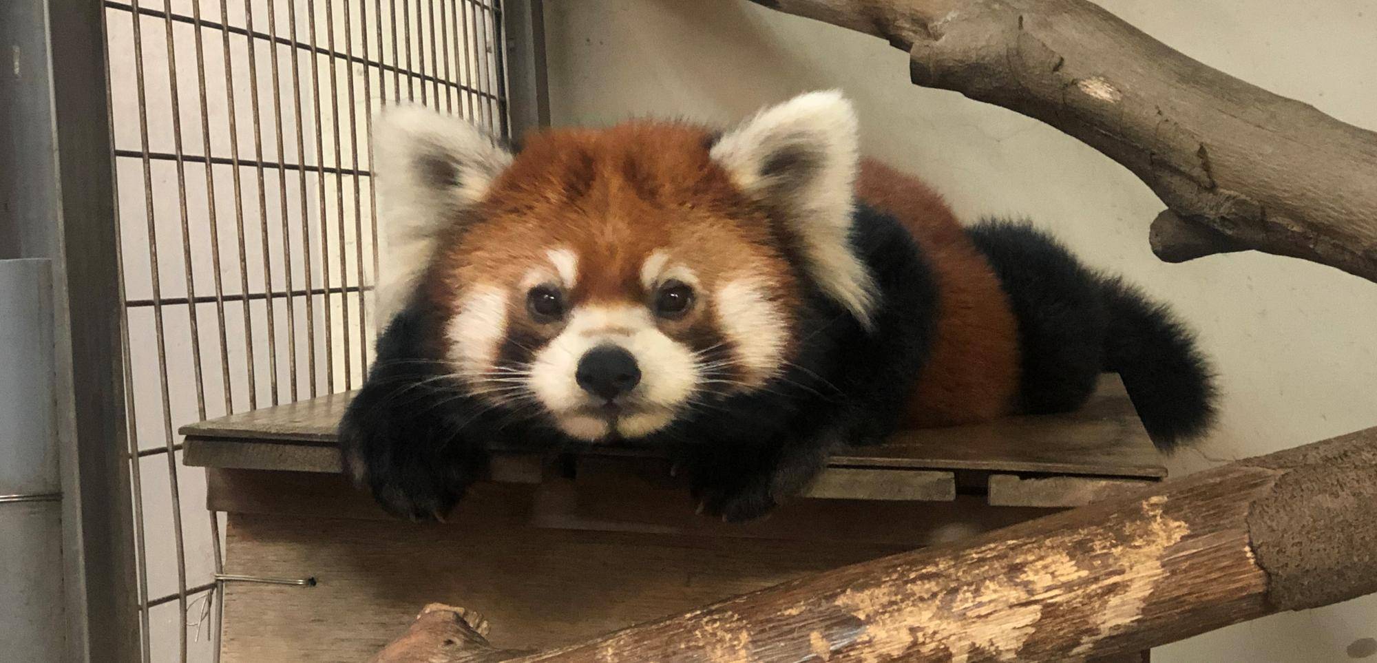 9月の第3土曜日は...... \\ 国際レッサーパンダデー //の写真
